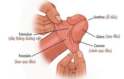 Xử lý thế nào giai đoạn bao quy đầu bạn nam chưa tuột ra