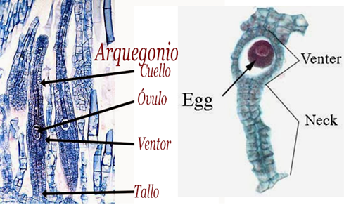 El arquegonio. Los arquegonios se agrupan en una estructura de forma de botella grande y agrupa a varios arquegonios individuales.  A su vez, cada arquegonio individual es una estructura en forma de botella donde se realiza la gametogénesis femenina.