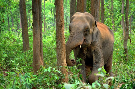 Environmental movement,পরিবেশ আন্দোলন