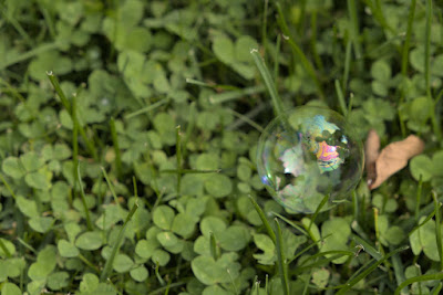 Bubble on grass and clover