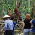 (Open Trip) Paket Wisata Orangutan Tour di Taman Nasional Tanjung Puting 3H2M