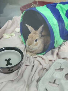 Bunny At Toronto Humane Society