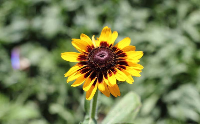 Rudbeckia Hirta Flowers Pictures