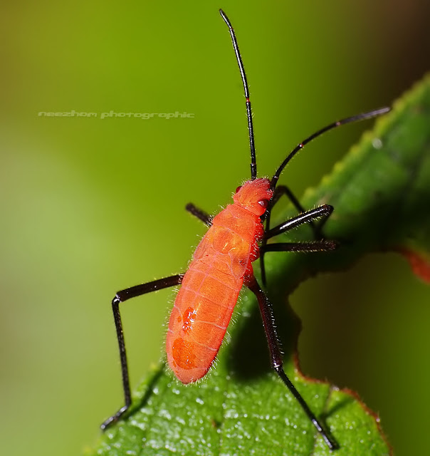 Red Shield bug