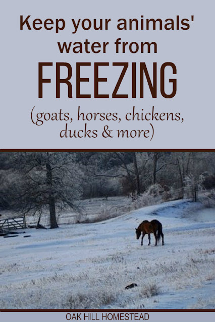 A bay horse in a snowy, icy pasture on her way to the pond for a drink.