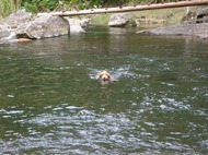 Dogs Trekking 4 (152)