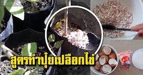 สูตรปุ๋ยเปลือกไข่ ไม่ต้องรอ ใช้ได้ทันที บำรุงราก ช่วยให้พืชผลมีรสชาติดี