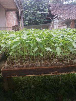 Harga Bibit Cabe Merah Keriting