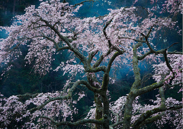 National-Geographic-Katsuyoshi-Nakahara-Mempesona