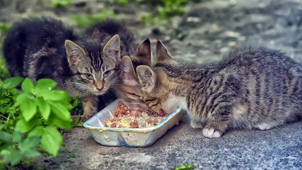 what to feed a stray cat without cat food