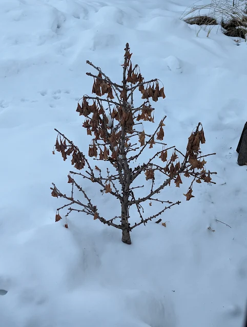 Spring Grove Ginkgo In Winter - Foliar Marcescence