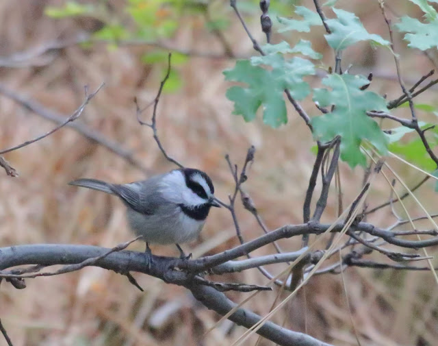 Mountain Chickadee