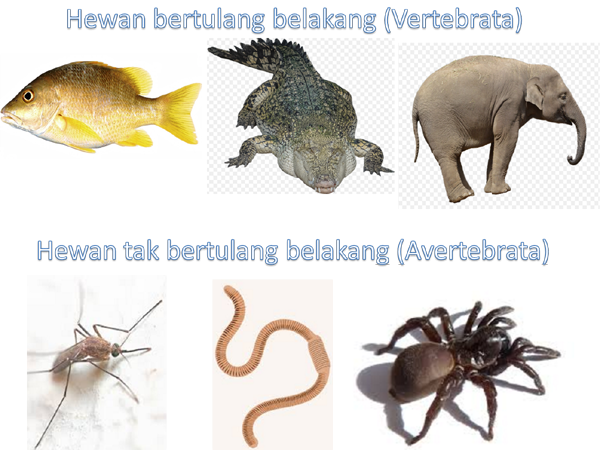  Hewan  vertebrata dan avertebrata lengkap