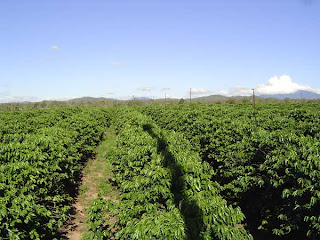 a planting of young coffee trees