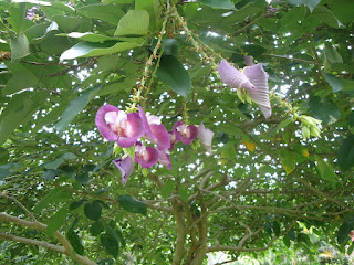 Purple trumpet shaped flowers on rope like peduncles, trifoliate leaves