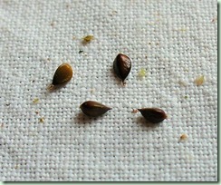 JIndigo seed2