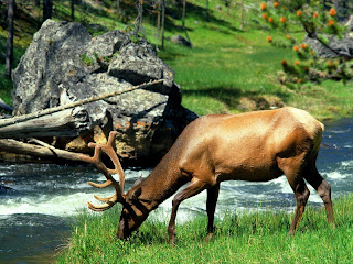 yellowstone national park pictures