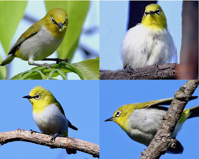 "The Indian White-eye,they have a unique white ring around their eyes that makes them look bigger.Upperparts are olive-green, with yellowish-green underparts."