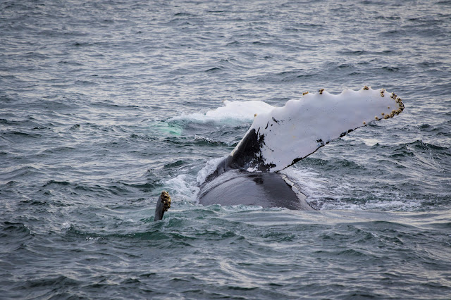 Gloucester-Whale watching