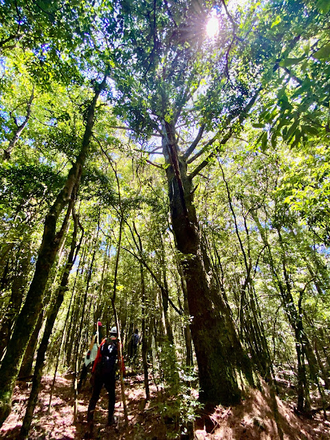 往醜崠山