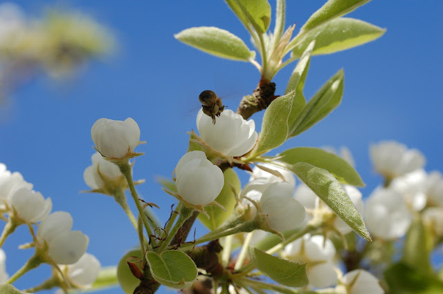 peren bloesem