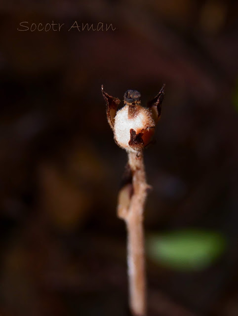 Monotropa hypopithys