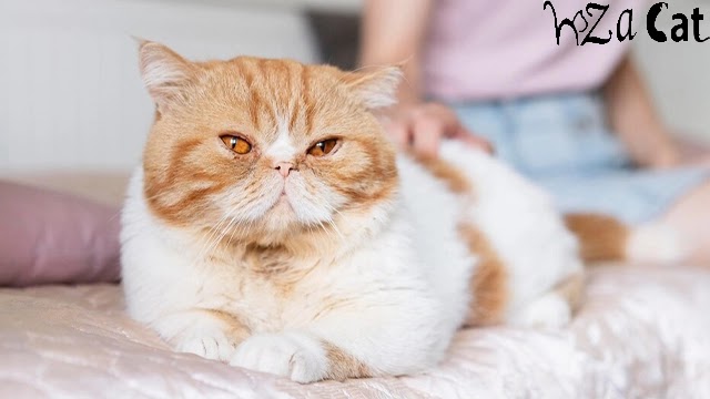 The best and most expensive types of cats