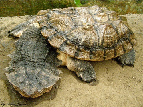 Mata Mata Turtle