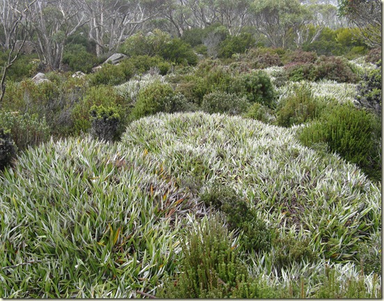 Woodland with pineapple grass and snowgums Thark Ridge