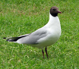 الطيور الزائرة/ الشتوية Winter Visitor