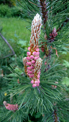 Blomster på furu