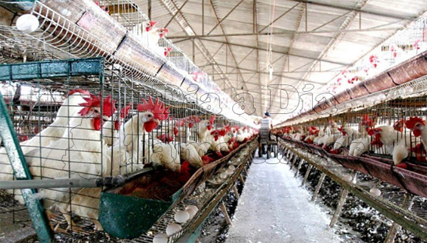 Colocan cerco sanitario de emergencia en Sonora por gripe aviar