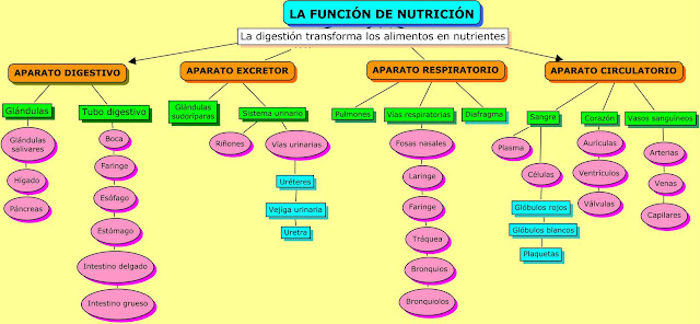 Hello people: informe del tema cientifico "la funcion de la ...