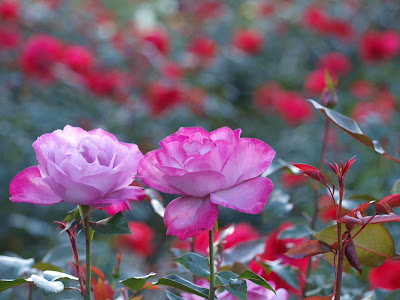 Rosas en mi jardín de color rosa