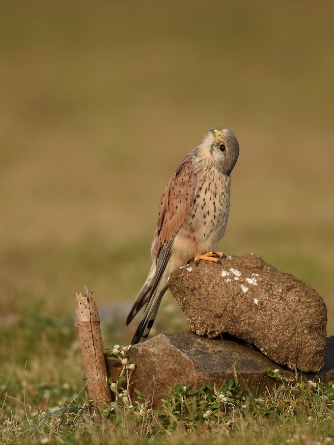 Common Kestrel