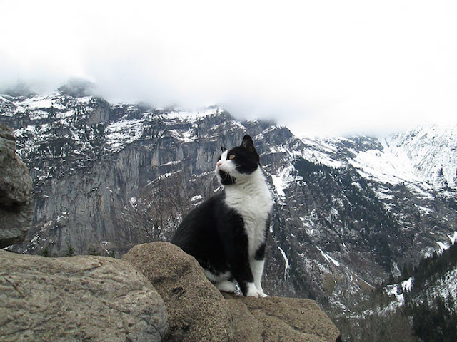 gato-guia-turista-perdido