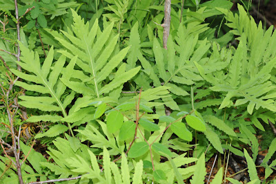 Sensitive Fern (Onoclea sensibilis)