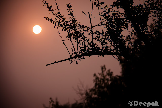 On the first day of the Sariska trip, we enjoyed the palace with a lots of activities. However, a morning safari was already scheduled @700 Hrs next day. We had already listened to the story of Anindya and Chhaya who shared their experience of Jim Corbett where they saw the Tiger. So there were a lot of hopes of spotting a tiger.Some of us were terrified too when we listened to Chhaya about her experience. :)We were all ready at the scheduled time and boarded on the safari. It was very cold outside. So we all loaded ourselves with jackets and pull overs (whatever we could find). Folks who carried camera, were setting up and getting ready. :)We hired three safari jeeps. The right most of 'em was the most experienced one with more than 8 yrs of experience working in Sariska, Ranthambore, Jim Corbett etc.During safari, there were few who were regretting coming out in that much cold weather. They were surely missing their cozy beds back at the palace. However, they made themselves comfortable at the back seat of jeep.I realized that how difficult it is to get a clear shot of animals in wild life. Courtesy to them as they chose to pose for us. We started (and ended too) with the most common and easy to spot animals i.e. deers. A sambar deer looked at us while we were shooting.This is the only clear click I could get of spotted deer. There were many of 'em but not as courteous as other animals to pose for us. :)There were plenty of peacocks too. We stopped many times during the safari to listen to the signals and callings of the animals. Our driver also shared his experience of spotting tigers during the safari. He told us that there are only 4 tigers in the reserve. But after few days 15 more tigers were about to be brought here from Ranthambore.After peacocks and deers what next you would spot in any park is monkeys obviously. :)They were enjoying on the trees. Probably there were used to of seeing strangers. Here is a monkey caught in action. :)Sun was rising and we were enjoying the chilled air in the morning. It was a real nice experience of safari in such a fresh and cold weather.Here is a majestic appearance of Nilgai. While I was shooting, driver told us about the degree of strength it poses. We forced the driver to drive faster when we came to the knowledge. :)While searching for any sign of tiger, we found foot marks of Hyena. Our driver shared the facts about how Hyena are very powerful and they come out in night.This is a very famous bird. Let me see how many of you can guess the name of this bird. (... Yeah! you are right...I dont remember the name of this bird... ;))....but I think it is Robin bird.There were a lot of Tree Pie birds flying around.A more closer look at sambar deer. It was looking right at me while I clicked.The deers were easy to spot in the forest. They could be found crossing the roads or passing by the road side.We all were enjoying the safari ride. Puneet and I was standing on the jeep and were feeling the cold air and enjoying the jerky rides.Finally we reached at the end of the route-2 of the park with no sign of tiger. :)We took some time to stretch and roamed here and there at that point.Prashant in a joyous mood as he is getting clicked. We both were chasing a parrot but couldn't get a clear shot.We couldn't see the tiger but we were not fully disappointed. Probably it was the freshness of the air and the weather that we rarely get at our workplaces.Ananya was happy as she found a bird feather while she was in search for another. :) While our way back to palace, we also spotted Grey Partridge (titar) which reminded me of many titar-bater sayings in hindi. :)We spotted many birds which we couldn't recognize. However, our driver who was a experienced one kept introducing us.Finally, we were back at the palace. We all were hungry and tired due to more than 2.5 Hrs of safari ride.We reached the palace at around 10.30 AM. We had our breakfast and left the palace for going back home. It was really a nice safari experience in Sariska with the team.