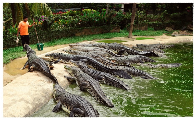 Ide Populer Gaambar Buaya, Kartun Keren