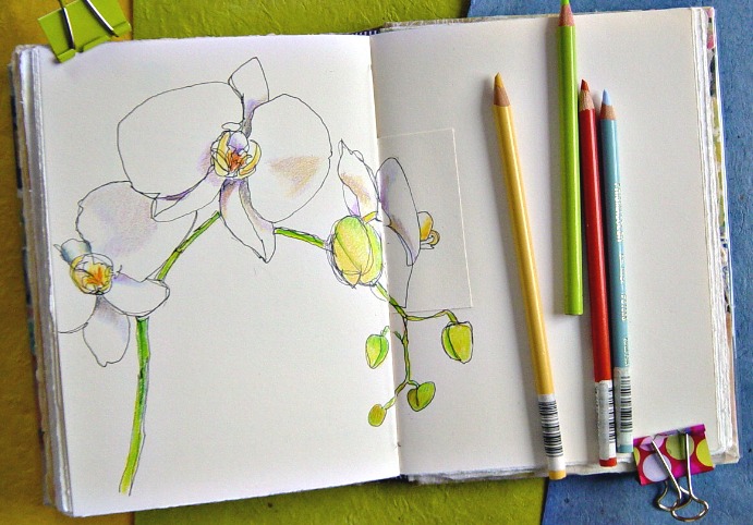black and white orchid drawing. Orchid
