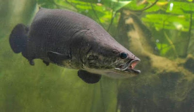 Spesies Baru Ikan Arapaima yang Menuju Kepunahan