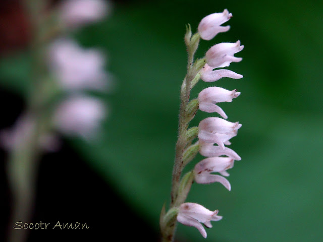 Goodyera schlechtendaliana