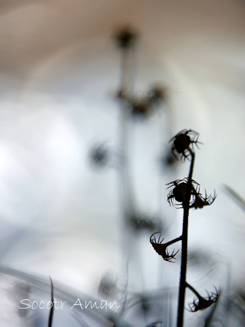 Mitella pauciflora