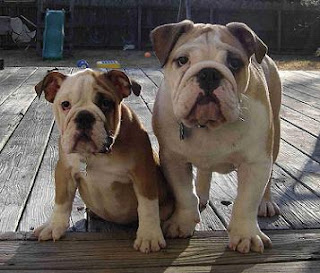 Enblish Bulldog Puppies Wallpaper