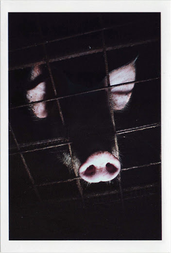 dirty photos - noah's ark fauna photo of pig's head through fence