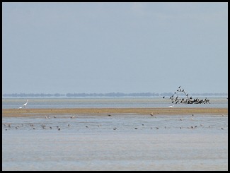 18 - wading birds and cormorants