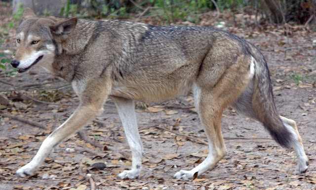 Luta pela sobrevivência do lobo vermelho para evitar sua segunda extinção na natureza