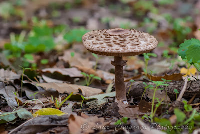 Ciuperca Mushroom