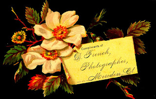 white roses with leaves cradle yellow business card for D.French, photographer, Meriden CT