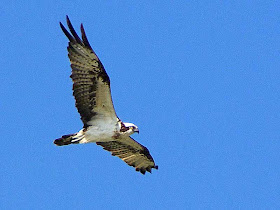 bird,osprey in flight,wildlife,nature